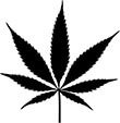 cannabis Pflanze